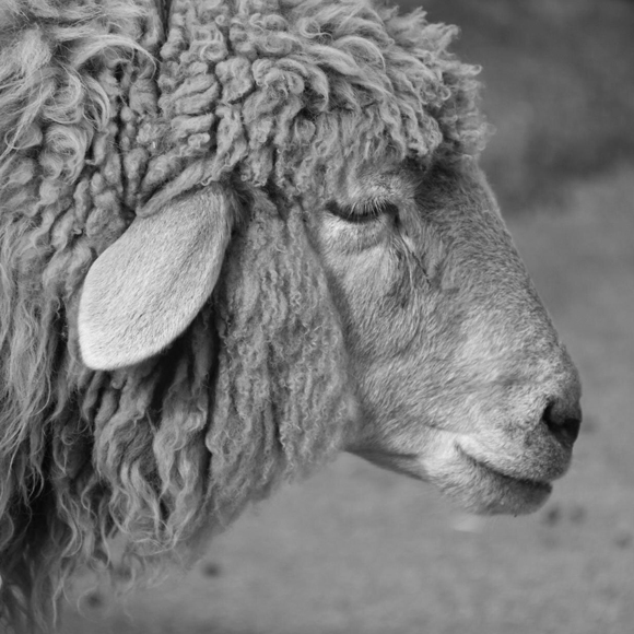 Kurban Eti Dağıtımı